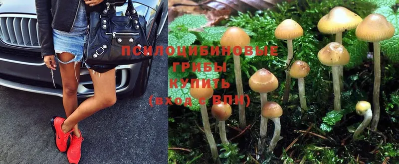 Псилоцибиновые грибы Psilocybine cubensis  OMG как зайти  Починок 